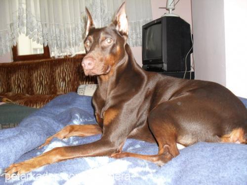 hera Dişi Doberman Pinscher