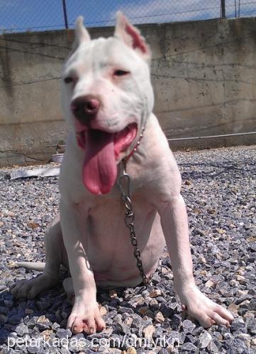 beton Erkek Amerikan Pitbull Terrier