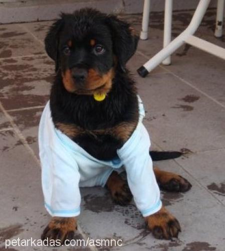 max Erkek Rottweiler