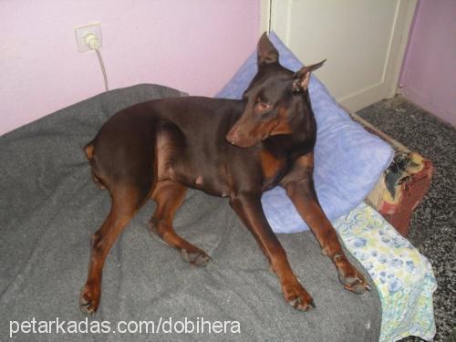 hera Dişi Doberman Pinscher