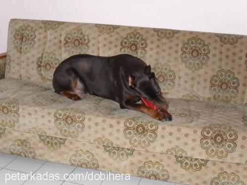 hera Dişi Doberman Pinscher