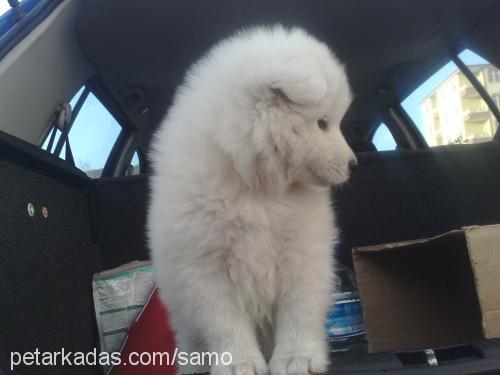 samo Erkek Samoyed