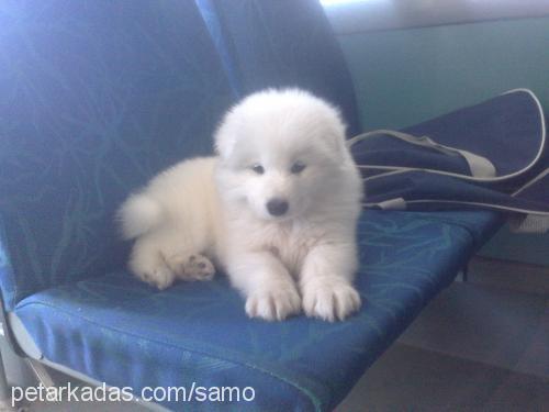 samo Erkek Samoyed