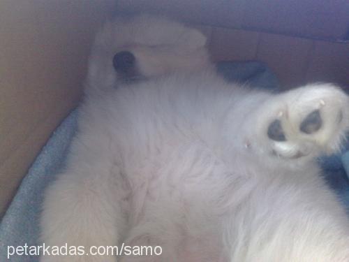 samo Erkek Samoyed