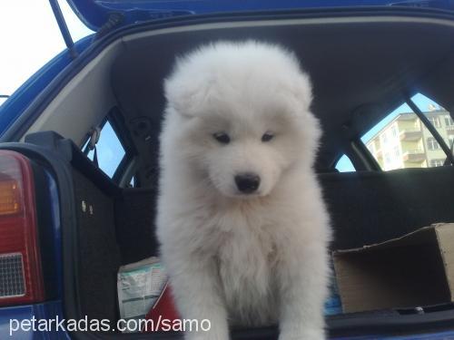 samo Erkek Samoyed