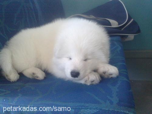 samo Erkek Samoyed