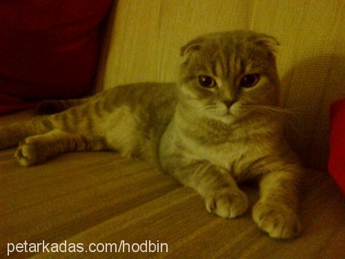 mia Dişi Scottish Fold