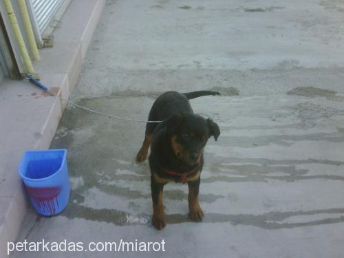 miaa Dişi Rottweiler