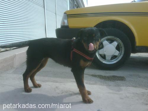 miaa Dişi Rottweiler