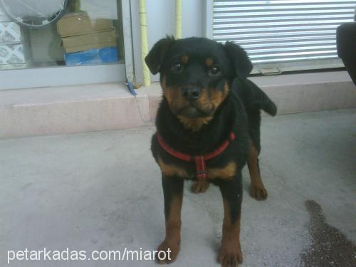 miaa Dişi Rottweiler