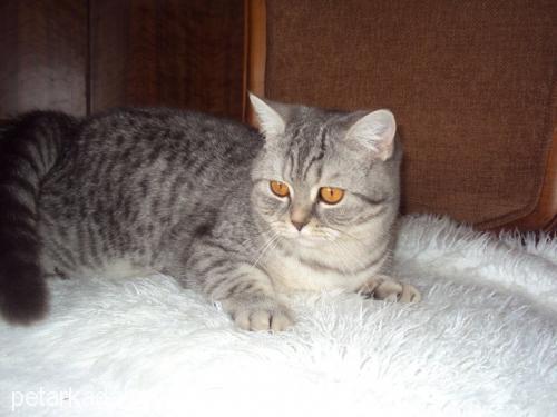 armina Dişi British Shorthair