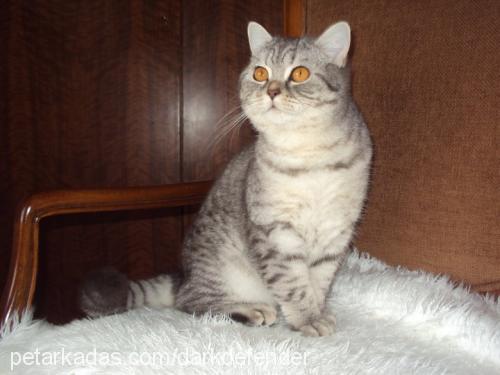 armina Dişi British Shorthair