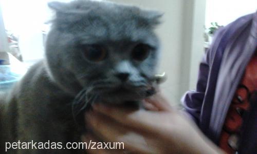 duman Dişi Scottish Fold