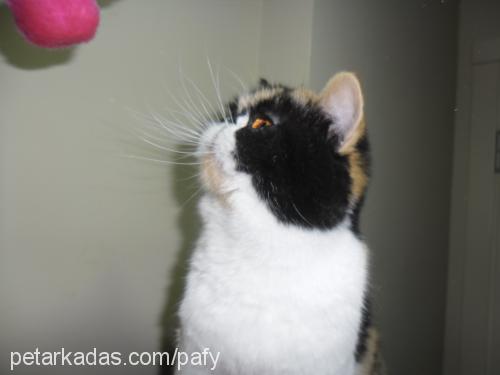 emma Dişi Exotic Shorthair