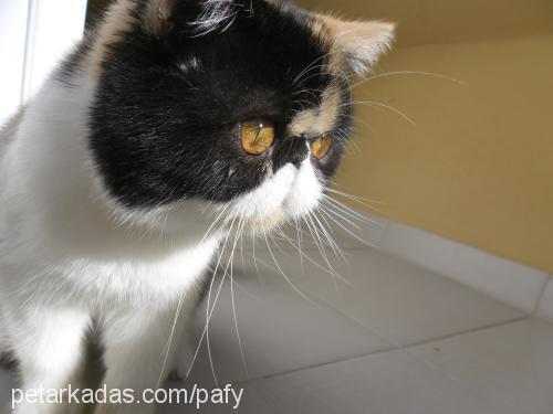 emma Dişi Exotic Shorthair