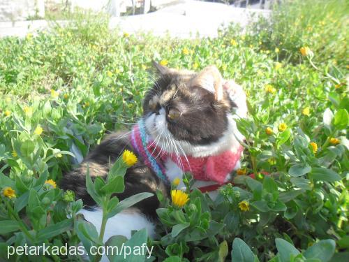 emma Dişi Exotic Shorthair