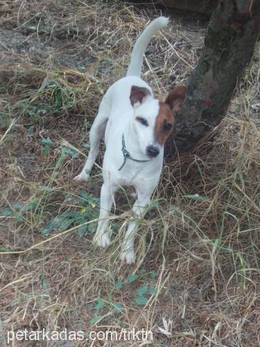 rocky Erkek Jack Russell Terrier