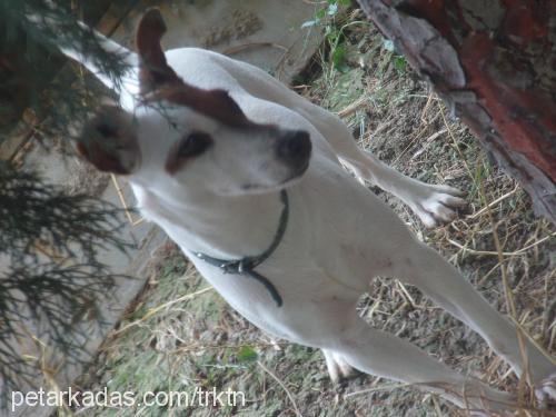 rocky Erkek Jack Russell Terrier