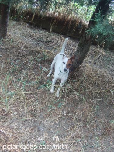 rocky Erkek Jack Russell Terrier