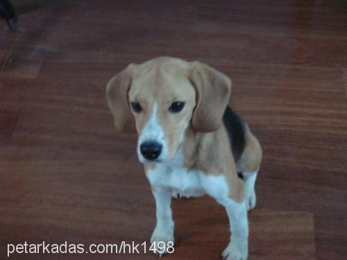 suzu Dişi Beagle