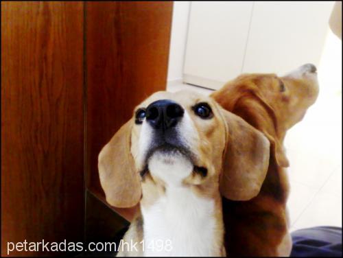 suzu Dişi Beagle