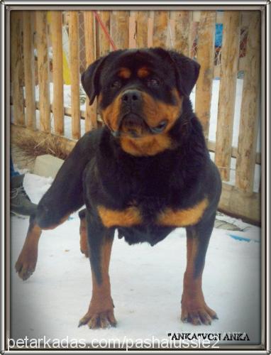 ankavonanka Dişi Rottweiler