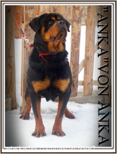 ankavonanka Dişi Rottweiler