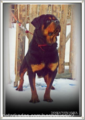 ankavonanka Dişi Rottweiler