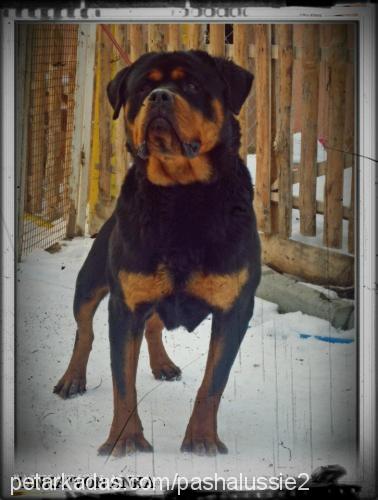 ankavonanka Dişi Rottweiler