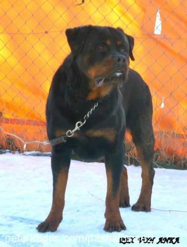 rexvonanka Erkek Rottweiler