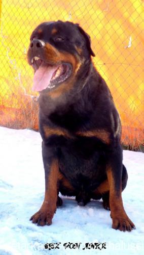 rexvonanka Erkek Rottweiler