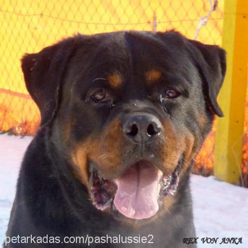 rexvonanka Erkek Rottweiler