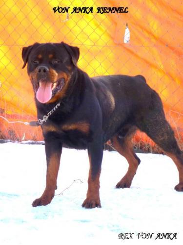 rexvonanka Erkek Rottweiler