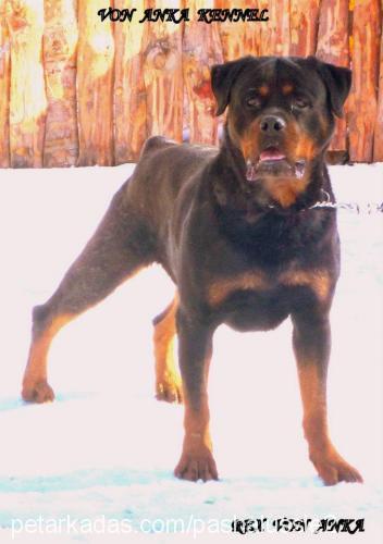 rexvonanka Erkek Rottweiler