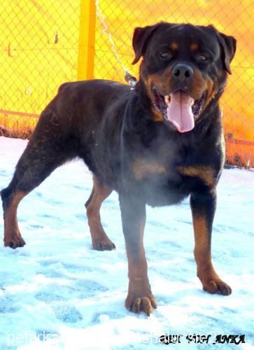 rexvonanka Erkek Rottweiler