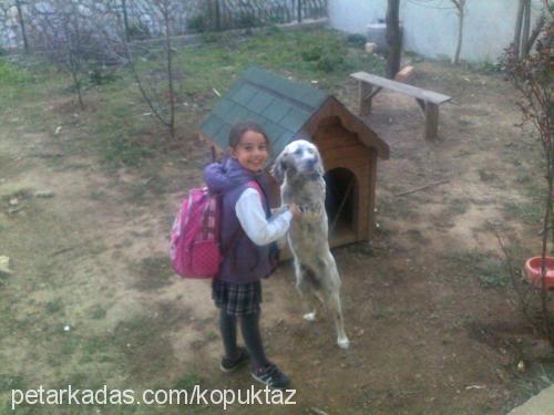 köpük Erkek İngiliz Setter