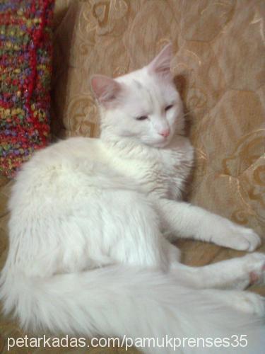 pamuk Dişi Ankara Kedisi (Angora)