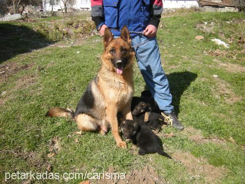 maya Dişi Alman Çoban Köpeği