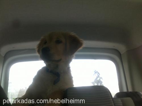 maya Dişi Golden Retriever