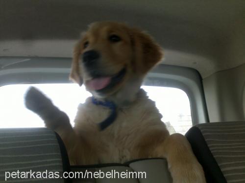 maya Dişi Golden Retriever