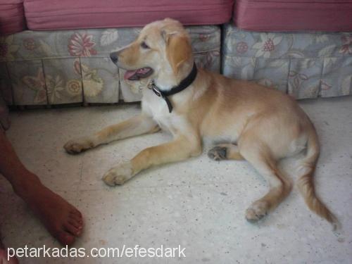 efes Erkek Golden Retriever