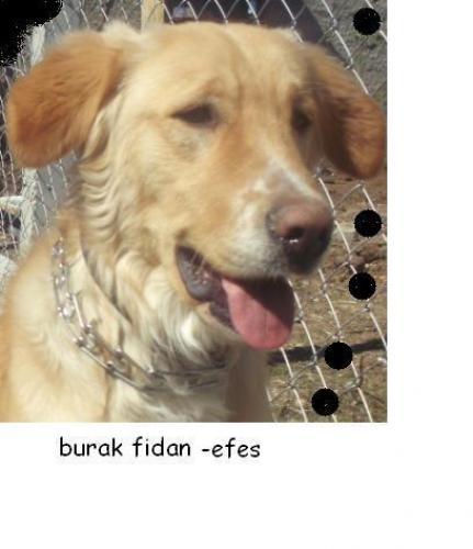 efes Erkek Golden Retriever