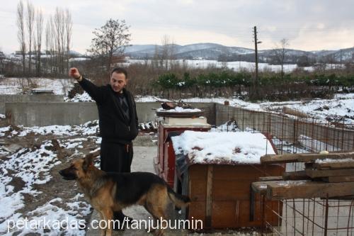 efe Erkek Alman Çoban Köpeği