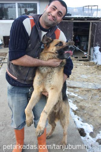 efe Erkek Alman Çoban Köpeği