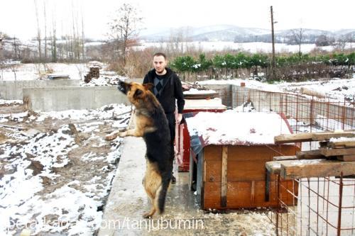 efe Erkek Alman Çoban Köpeği