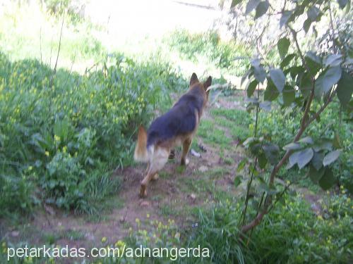 gerdavonalibaba Dişi Alman Çoban Köpeği