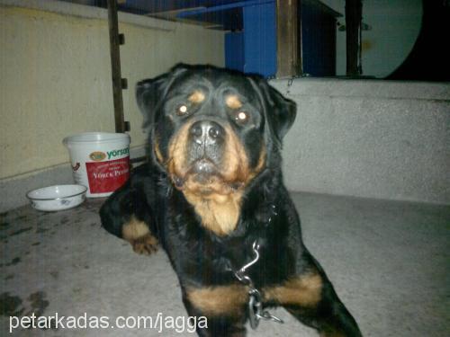 hector Erkek Rottweiler