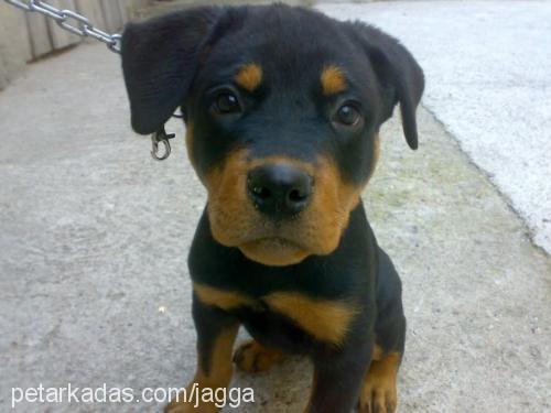 hector Erkek Rottweiler