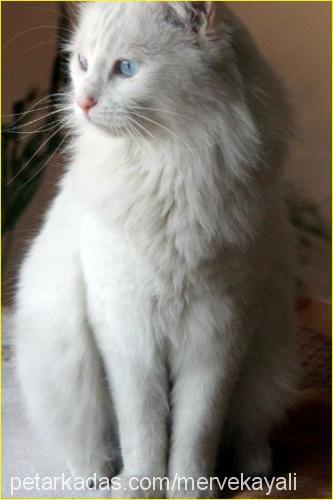 pamuk Dişi Ankara Kedisi (Angora)