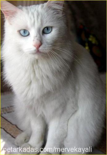 pamuk Dişi Ankara Kedisi (Angora)